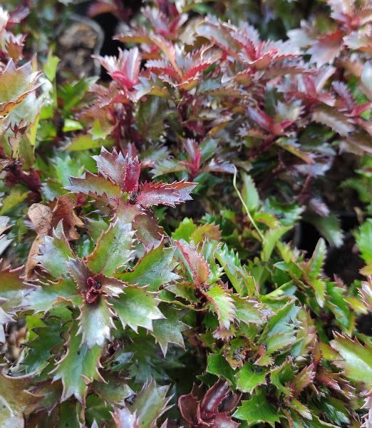 Ilex meserveae 'Little Rascal'